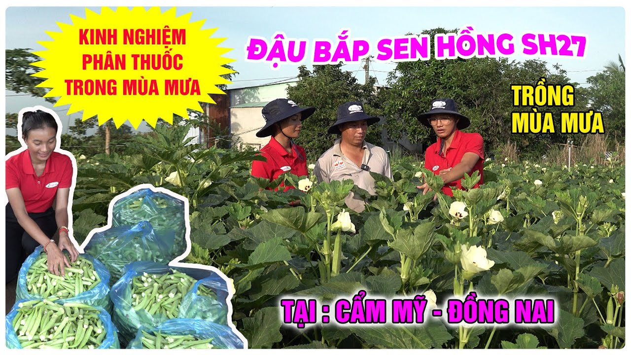 ĐẬU BẮP SEN HỒNG SH27 TRỒNG TRONG TÂM ĐIỂM MÙA MƯA Ở CẨM MỸ, ĐỒNG NAI