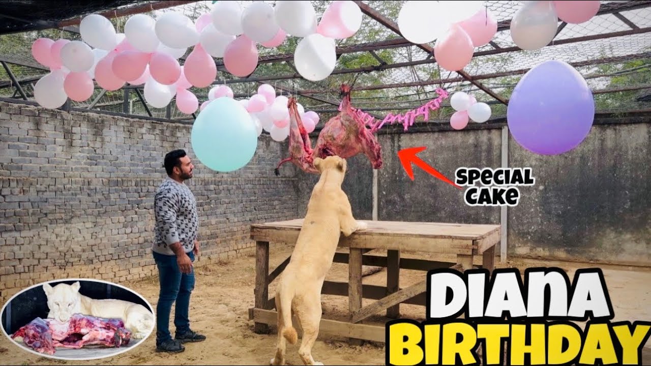 Diana Nay Pora Bakra Kha Liya 😱🦁