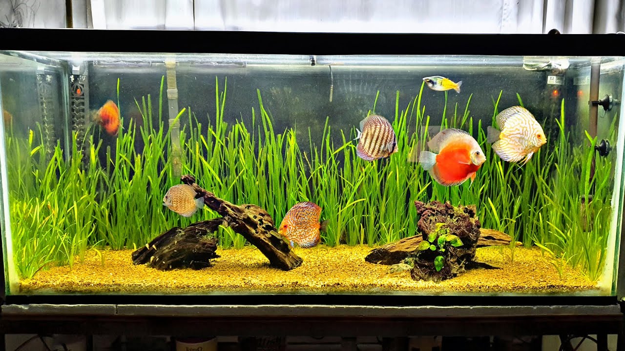 La EVOLUCIÓN de mi ACUARIO DE PECES DISCO | AcuariosLP
