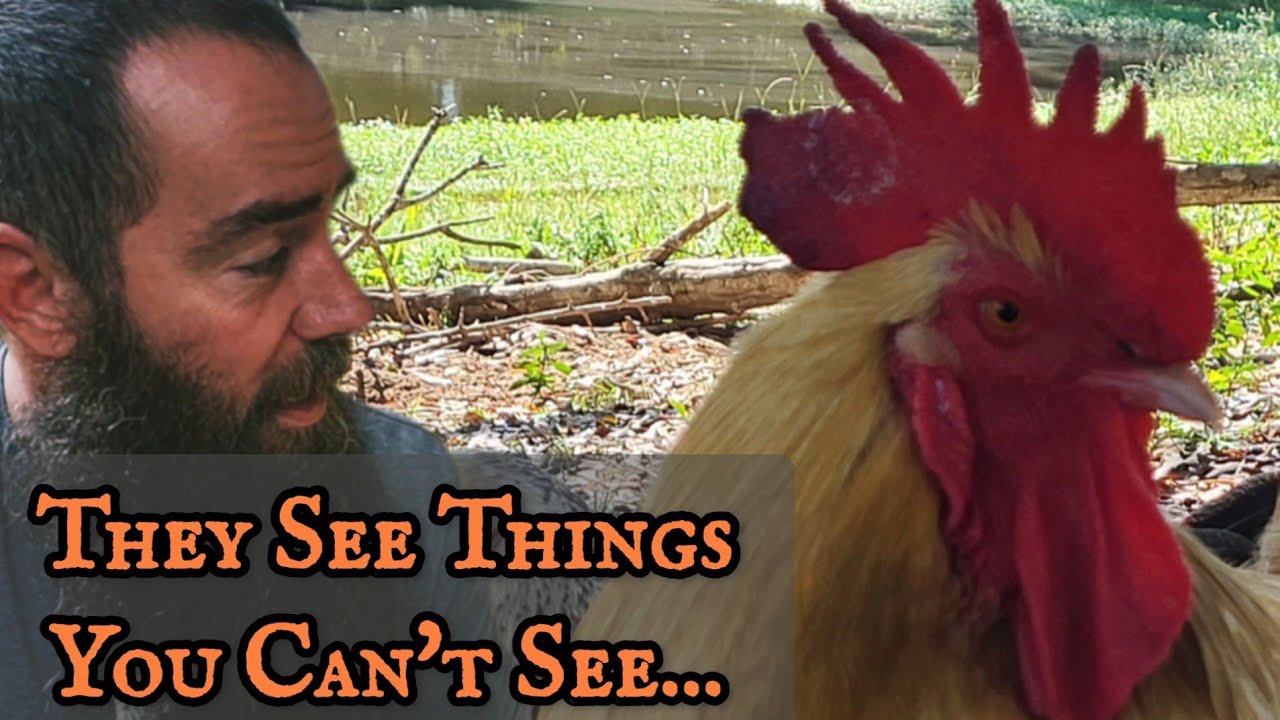 How Chickens See the World (Its CRAZIER Than You Think)