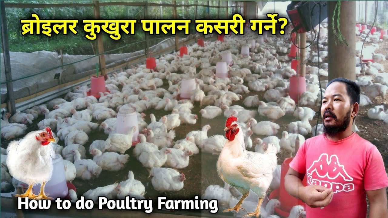 ब्रोइलर कुखुरा पालन कसरी गर्ने - How to do Poultry Farming - Poultry farming in Nepal