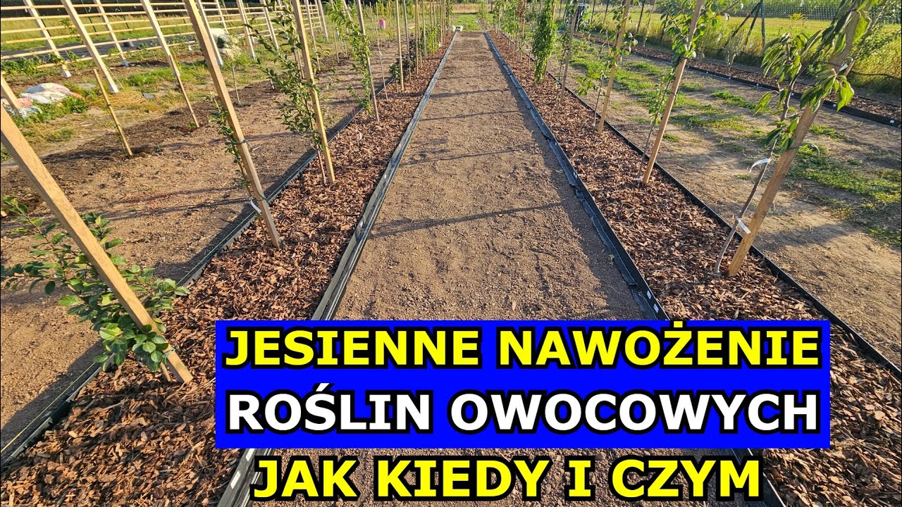 Jesienne Nawożenie Drzewek i Krzewów Owocowych. Jak, Kiedy i Czym Nawozić Maliny, Borówki, Jabłonie.
