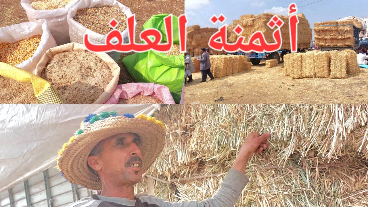 أسعار العلف، الفوراج التبن الفصة بسوق السبت تيط مليل الخير موجود