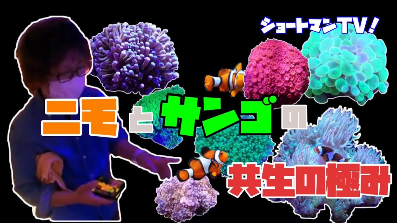 ニモが入りやすいサンゴの極み!ショートマンTV!