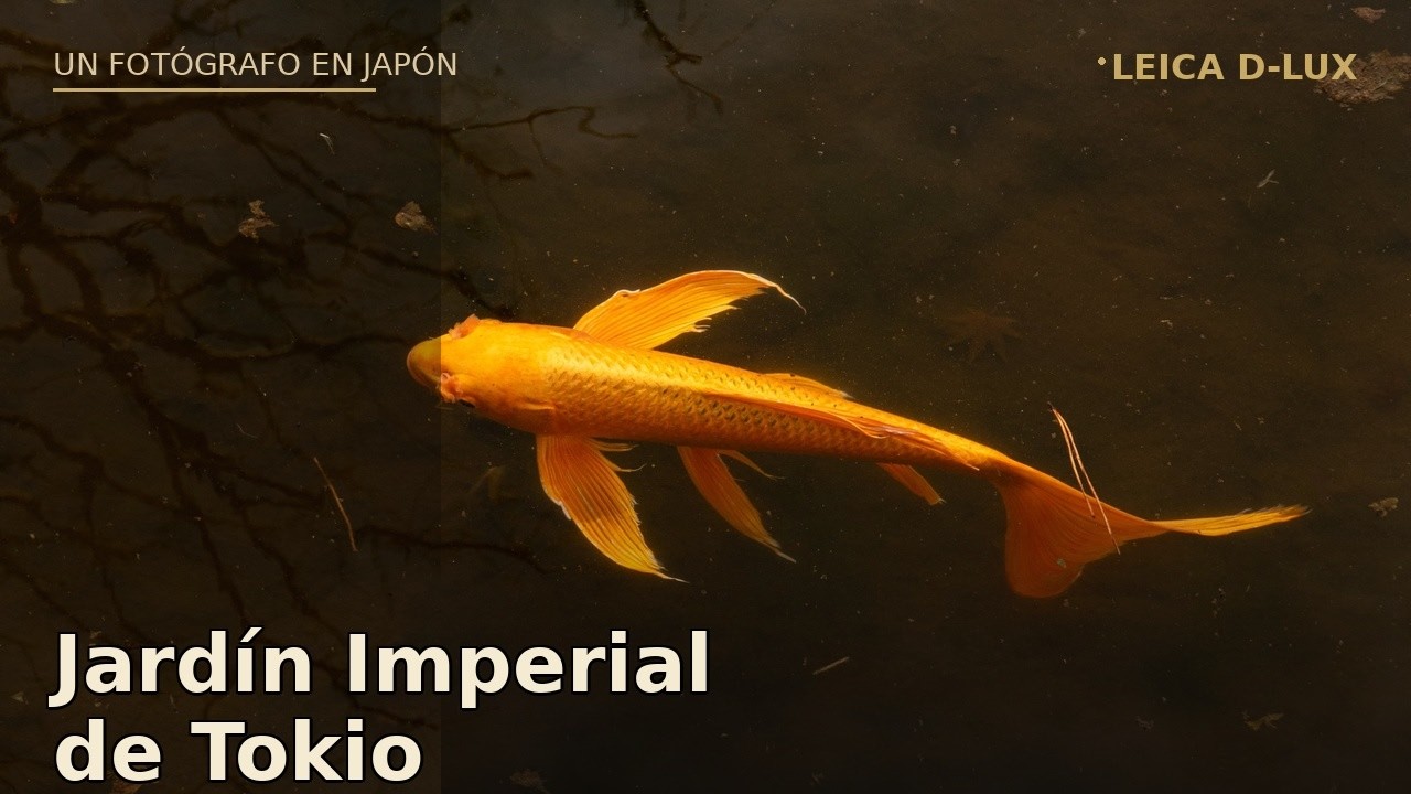 Dentro del Jardín Imperial de Tokio — fotografiando una carpa koi