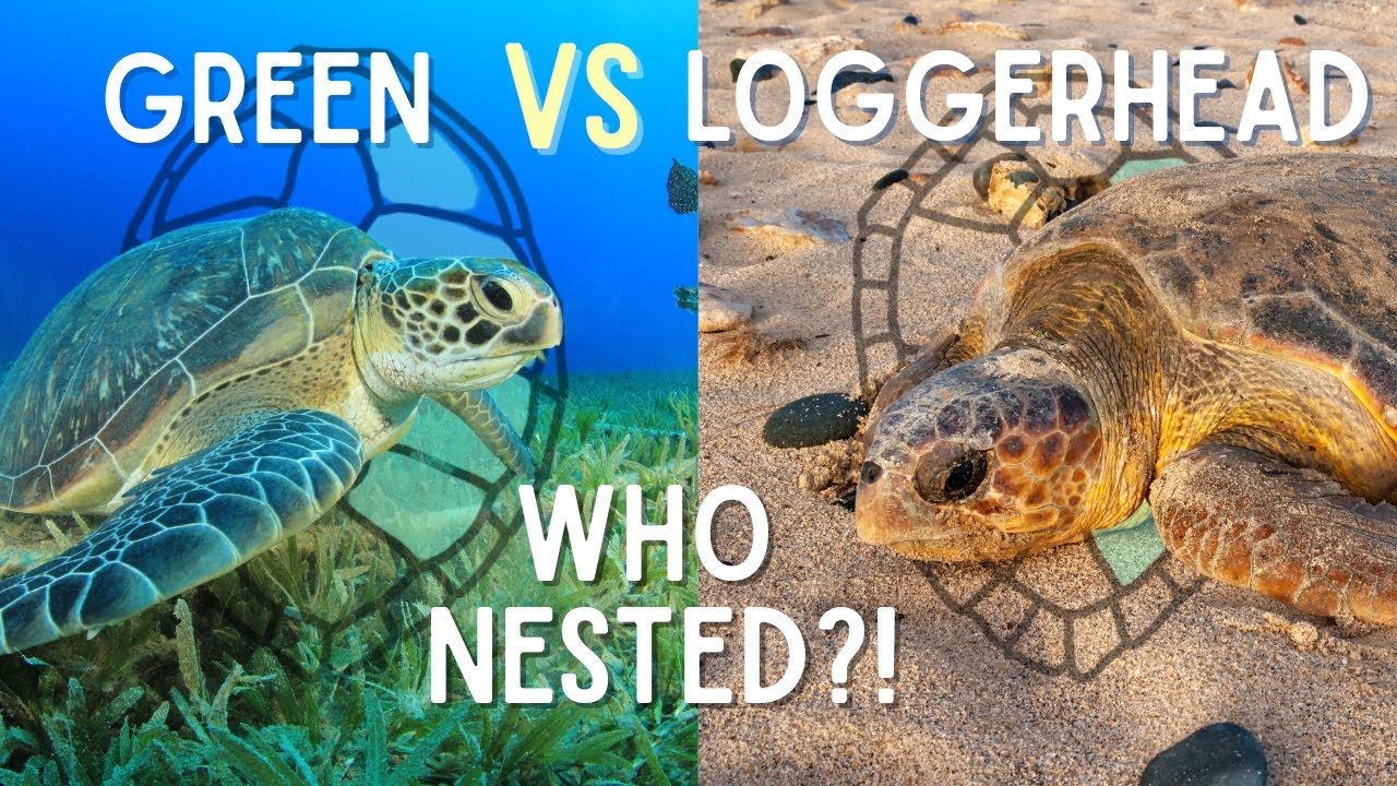Loggerhead or Green....do YOU know the difference?!