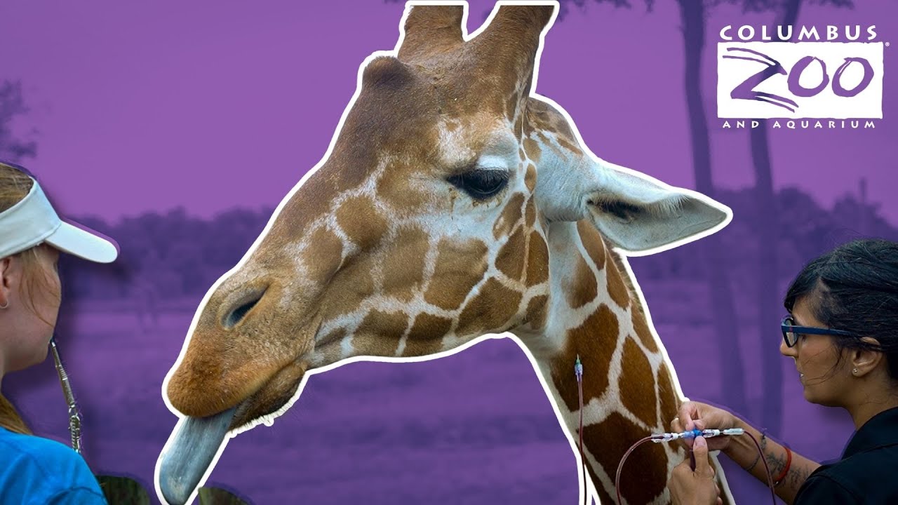 Lance The Giraffe Is Saving All Giraffes