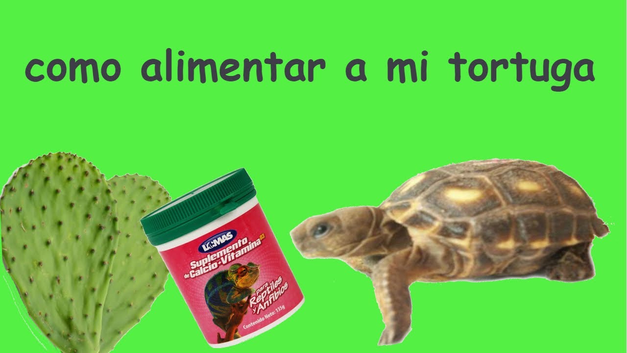 tortuga gopherus berlandieri alimentación
