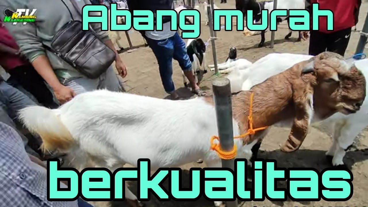 KAMBING KEPALA MERAH SUPER DAN MURAH