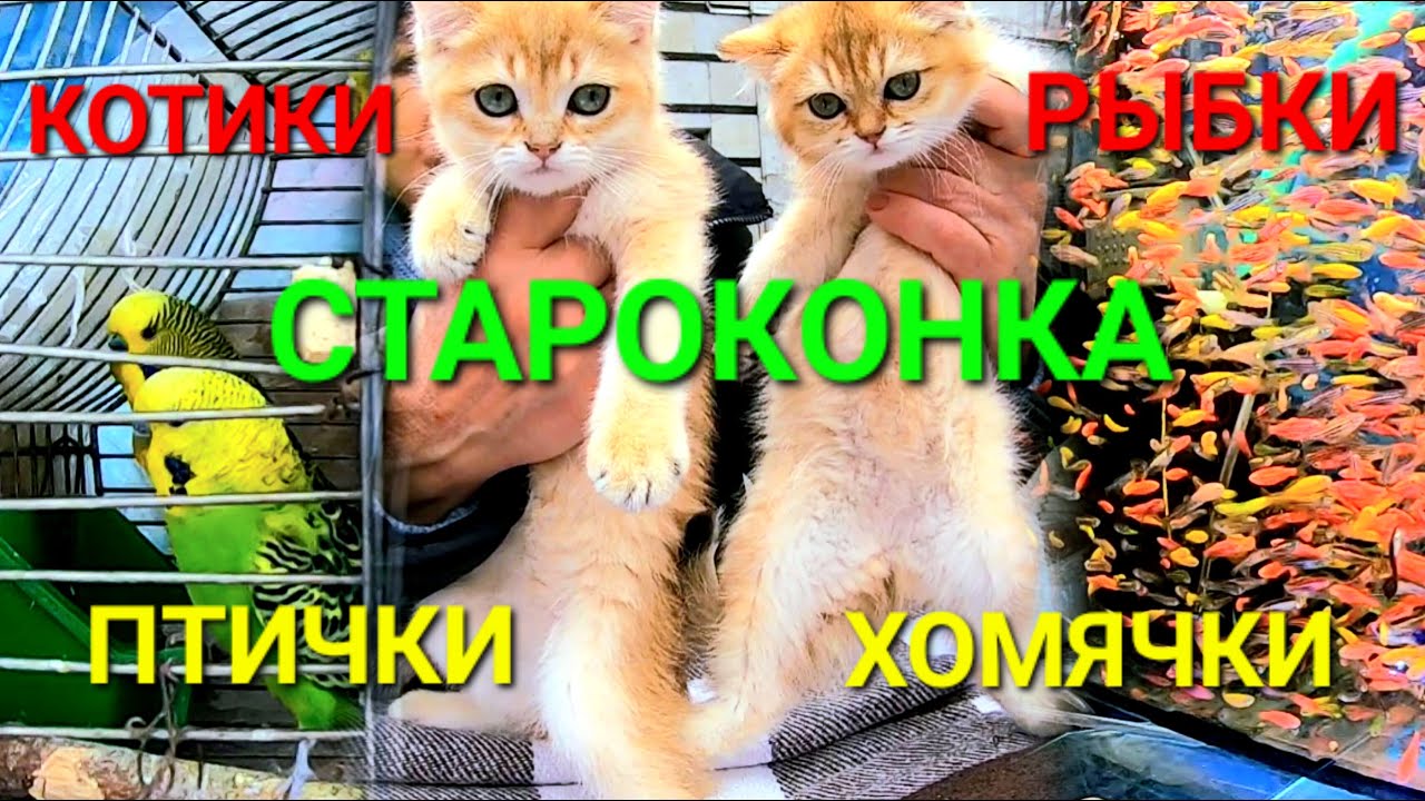 Староконный рынок Одесса. Кошки. Рыбки. Птички. Хомячки. Геконы. Продажа животных. Коты. #зоотроп