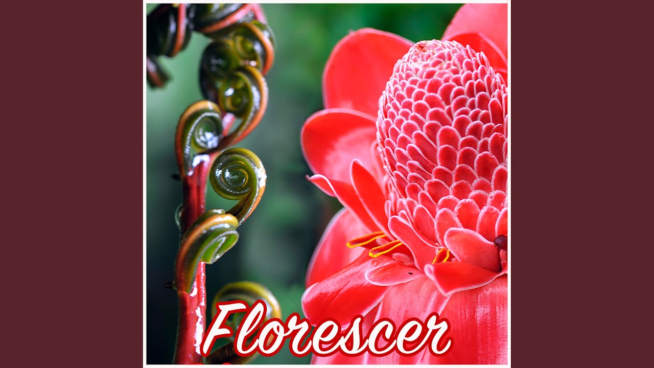 Florescer