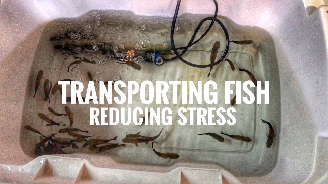 Transporting fish & reducing STRESS