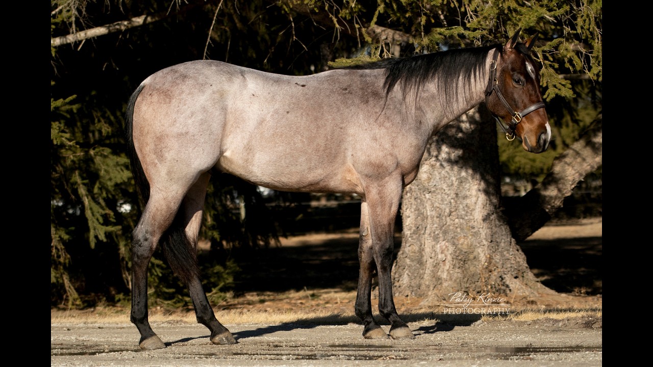 Outta State Tags  2yr old roan gelding