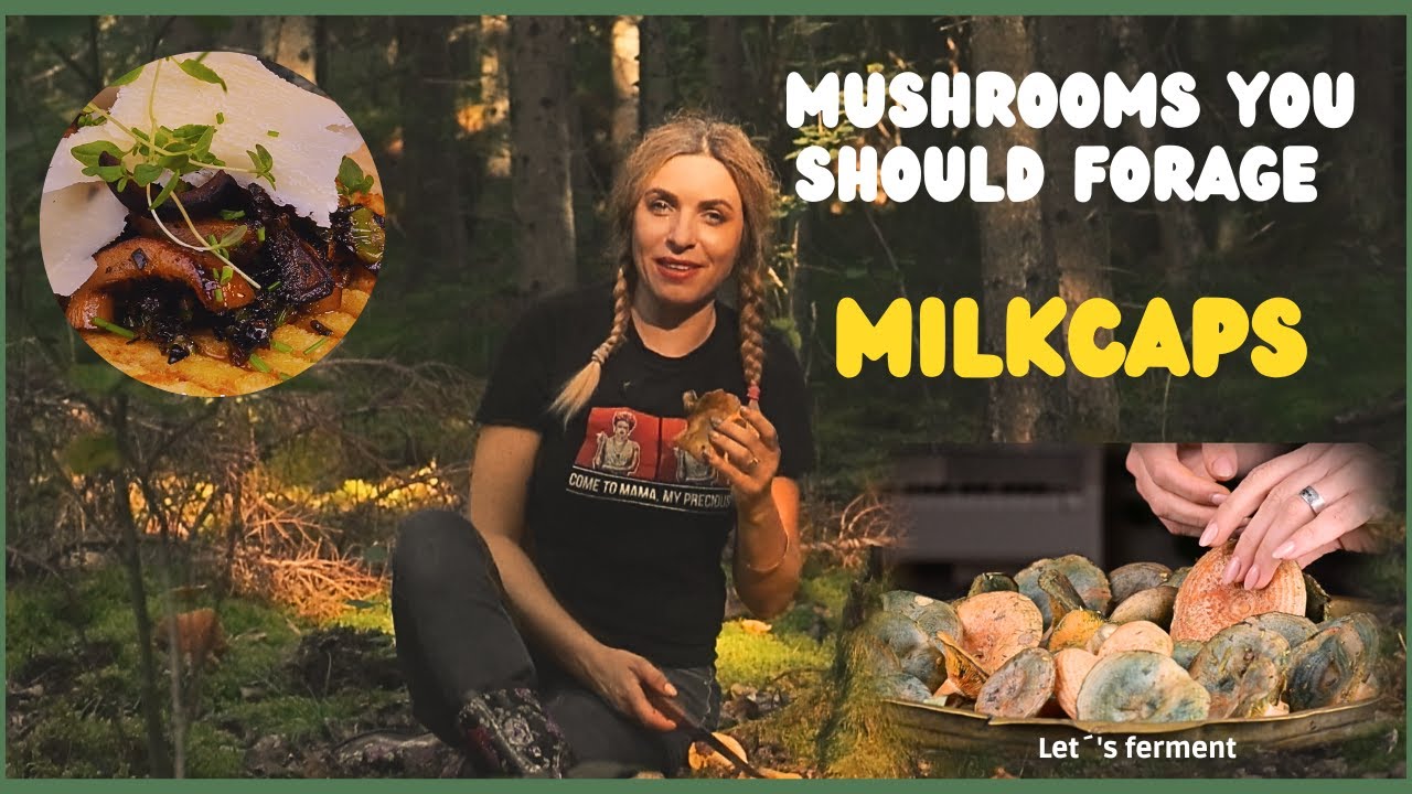 Delicious mushrooms --milkcaps. Foraging and  cooking
