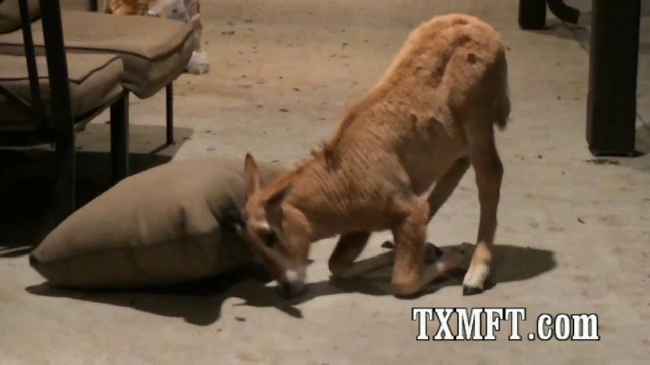 Scimitar Horned Oryx make the best pets! Tame Oryx
