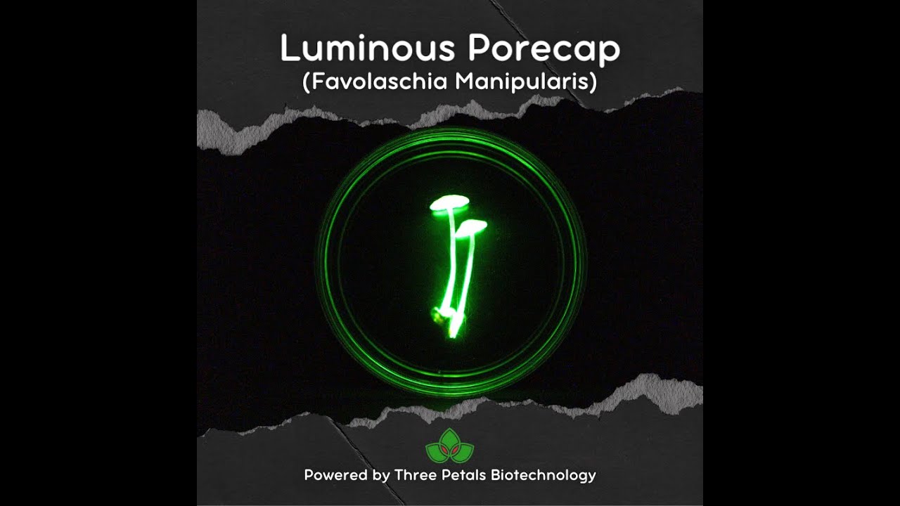 Bioluminescent Mycelium | Favolaschia/Filoboletus/Poromycena Manipularis