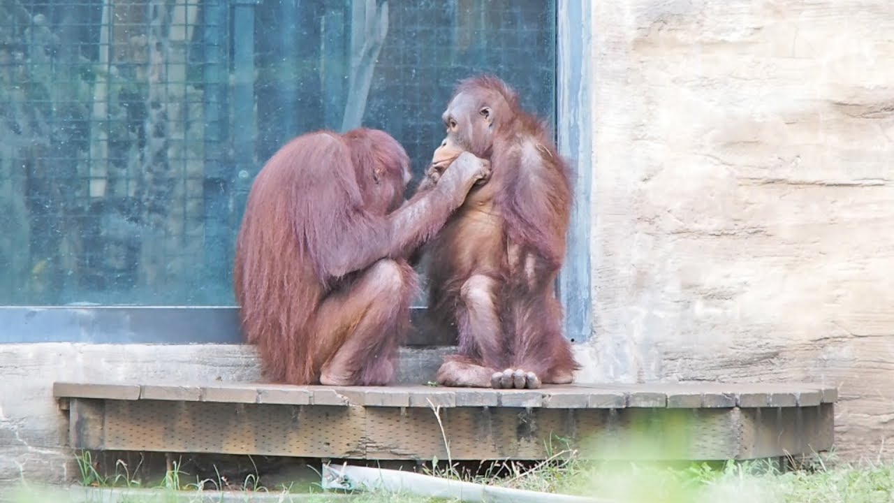多摩Zoo最後の日の優しいミンピーちゃんと甘えるリキちゃん④・オランウータン