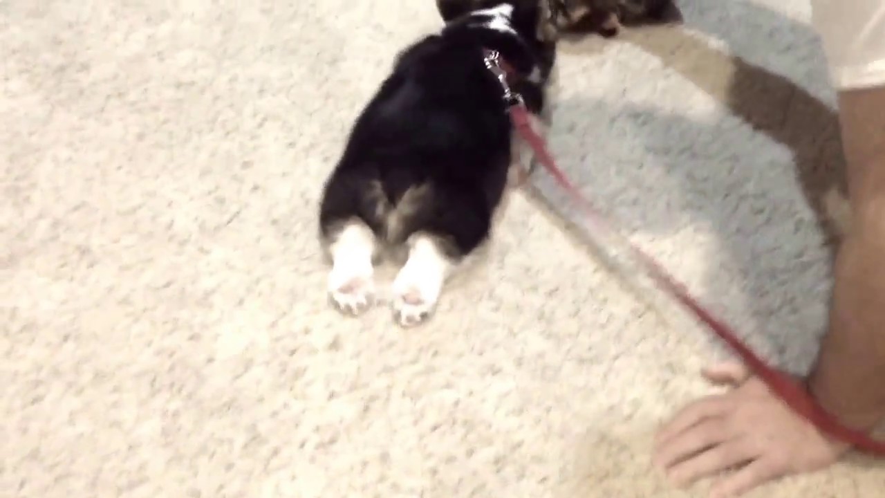 Corgi Sploot