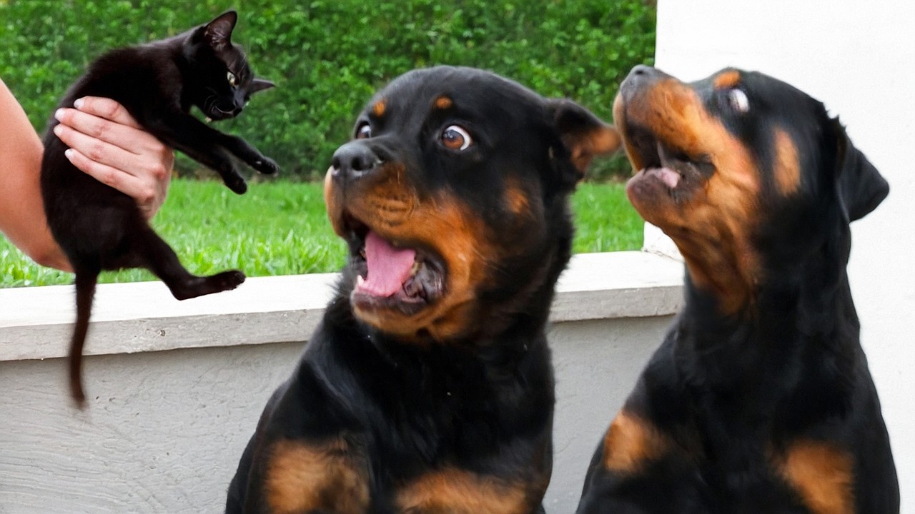 When You Expect a Guard Dog, But Get a Comedian