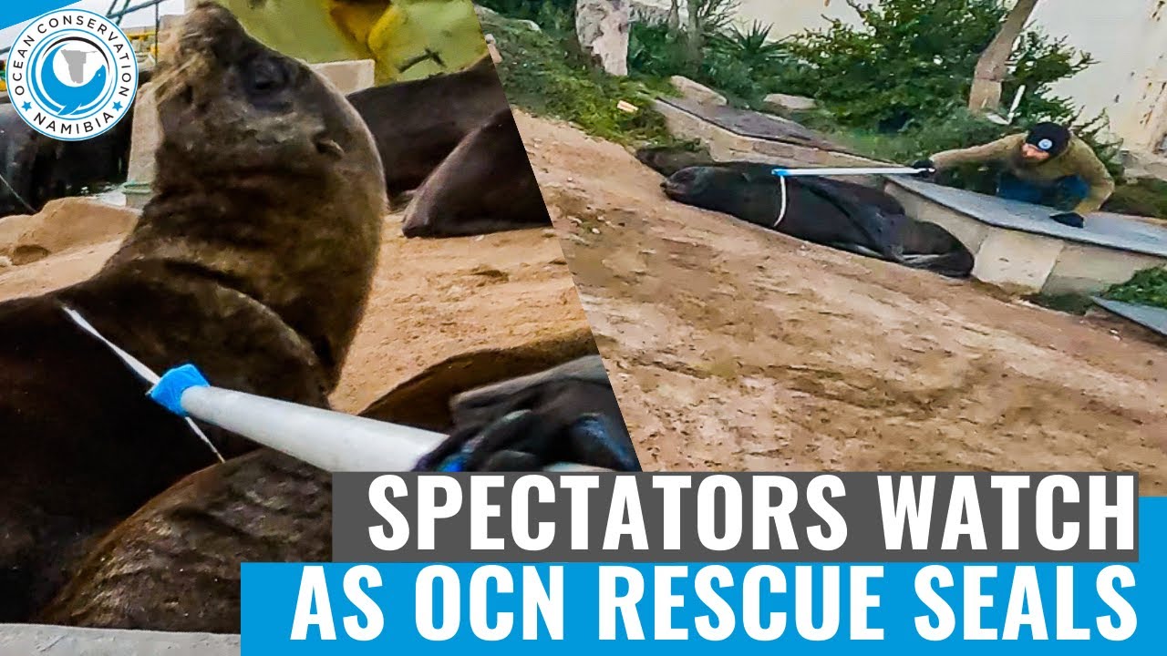 Three Entangled Seals Found At Local Harbour