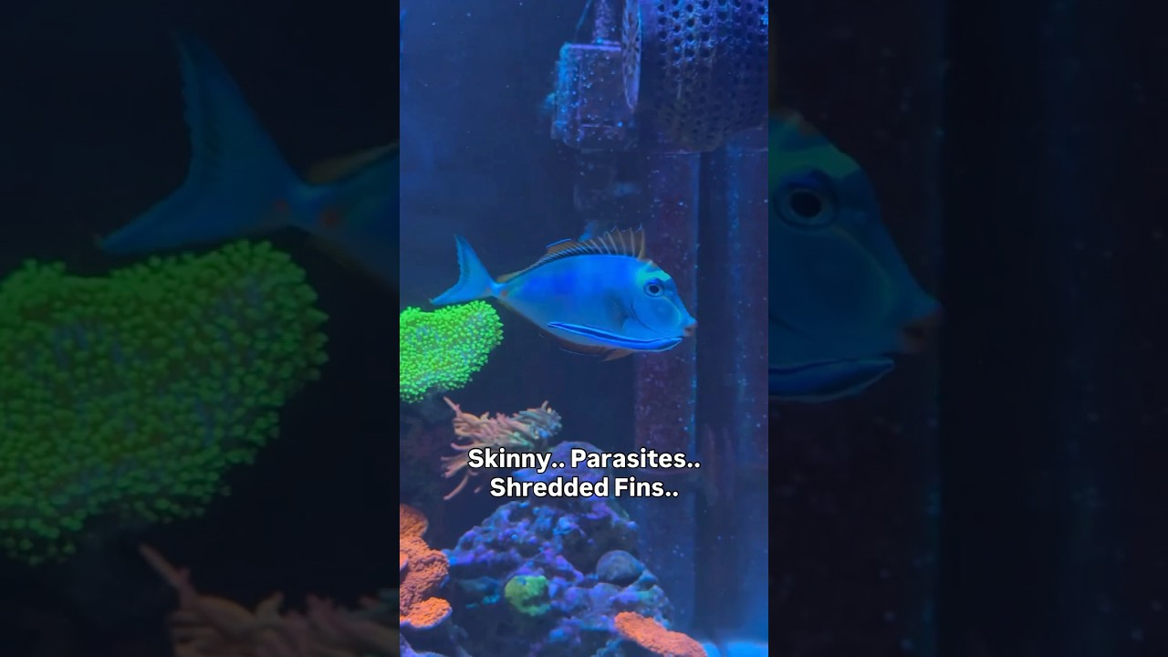 It&rsquo;s so rewarding when you nurture a beat up fish back to a healthy life ❤️