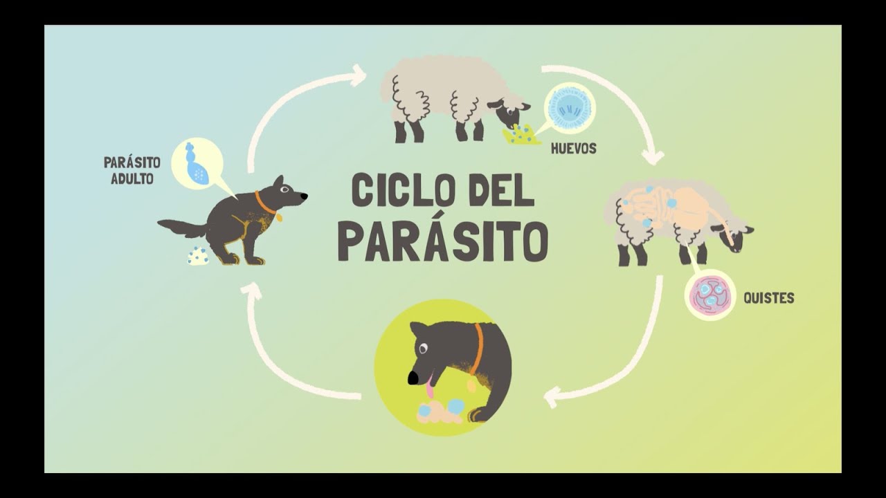 Hidatidosis: El caso de un parásito llamado Echinoccocus