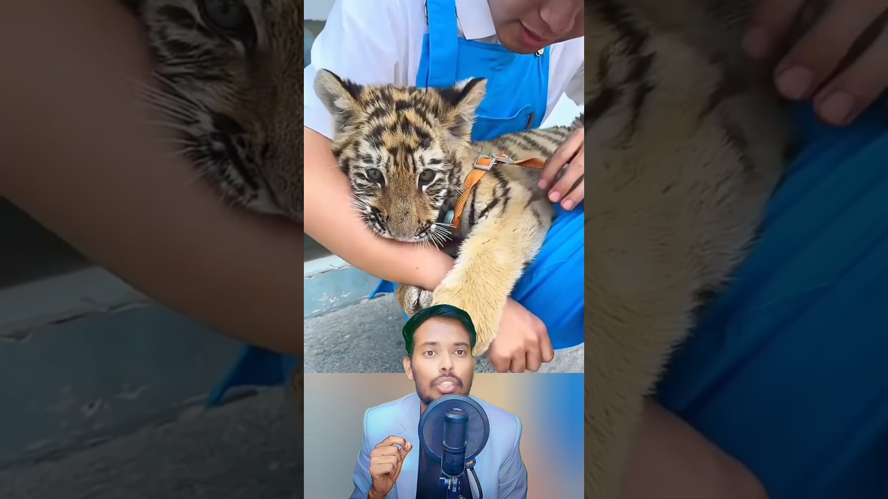 Man Rescues a Tiger Cub and Changes Its Life Forever | Heartwarming Animal story #rescue #animals