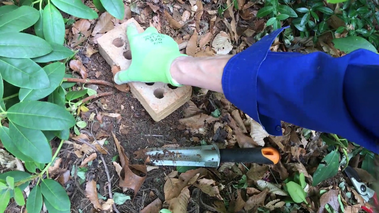 Ground Layering to propagate shrubs