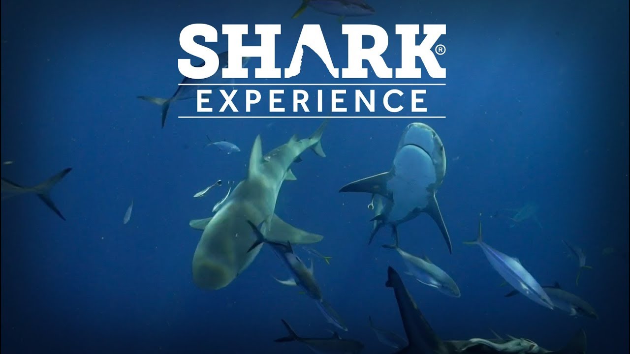 Shark Experience - Shark Addicts II - Bull Shark - Tubar&atilde;o Touro (J&uacute;piter - Florida)