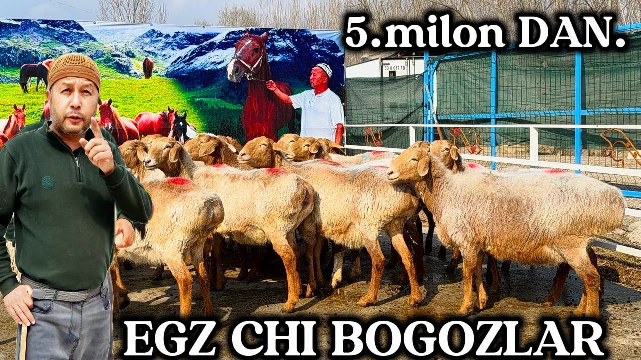😱 5.milon DAN. EGZ chi bogoz qoylar , 200 bosh QIRGIZISTON DAN KELDI.