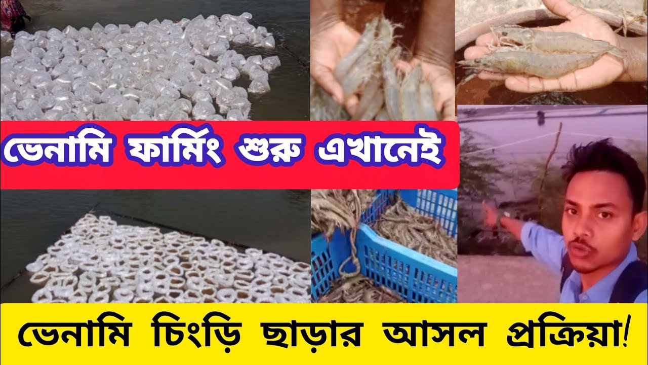 ভেনামি চিংড়ি চাষ সম্পূর্ণ গাইড | Vannamei Shrimp Farming in Bangladesh/India