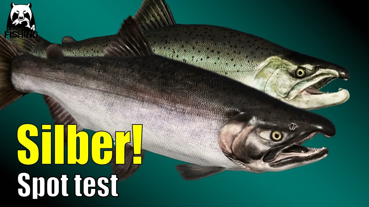 Russian Fishing 4 - Jama - Mit Pose auf Silberlachs! Spoot Test an der Jama #rf4