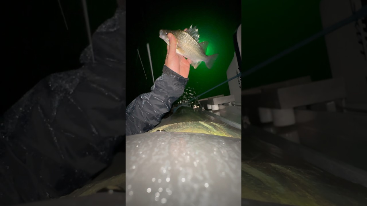 No more watching, time to fish! #chesapeakebay #fishing #redfishfishing