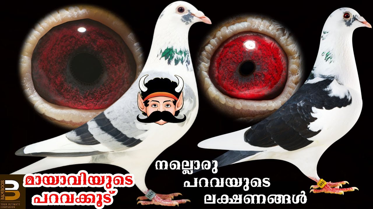 കണ്ണ് - ചിറക് വരെ ലക്ഷണങ്ങൾ നോക്കി പറവ പ്രാവിനെ തിരഞ്ഞെടുക്കാം||How to Identify a High Flying Pigeon