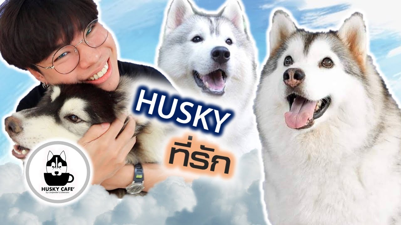 ฮัลโหลเพื่อนใหม่ น้อง Husky ที่รัก 