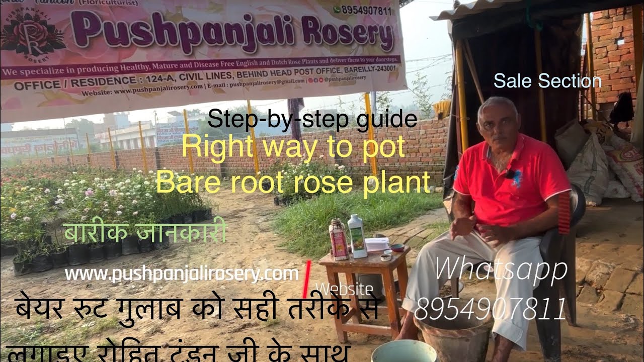 Right way to pot rose plants |बेयर रुट गुलाब को लगाने का सही तरीका रोहित टंडन जी के मार्ग दर्शन में