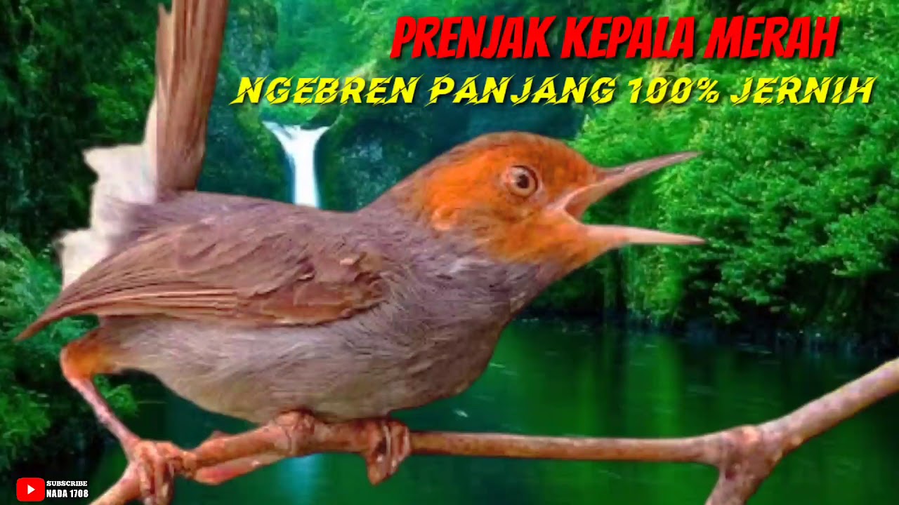 #VIRAL PRENJAK KEPALA MERAH BETINA. DURASI PANJANG