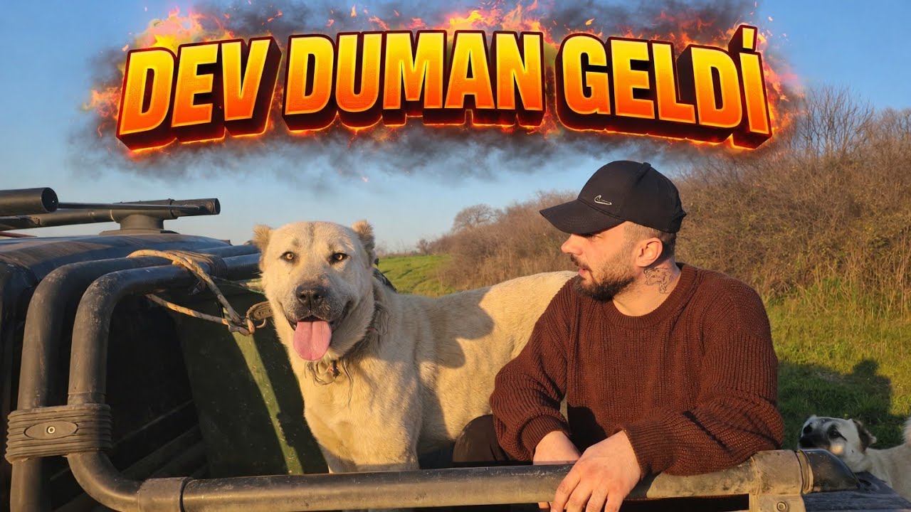 YENİ DAMIZLIK KÖPEK GETİRDİK SİZCE SİBAYA EŞLEYELİM Mİ ?! - ATLAS YİNE YAPTI YAPACAĞINI ! 