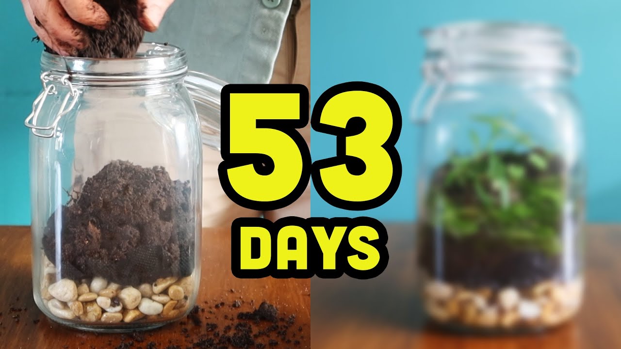 53 Days ago I put nothing but dirt in a jar and this happend!
