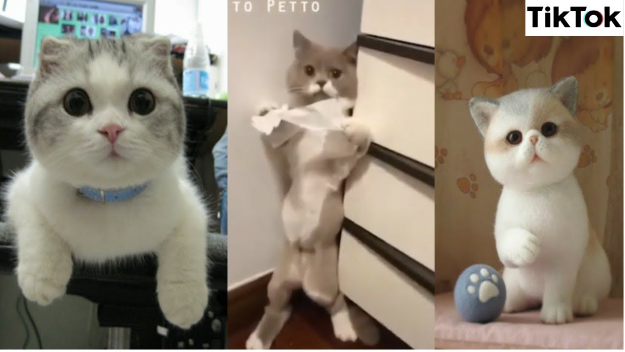 Awesome Cats of TikTok ~ Cutest & Funniest Cats on TIK TOK ~ 2020🐱