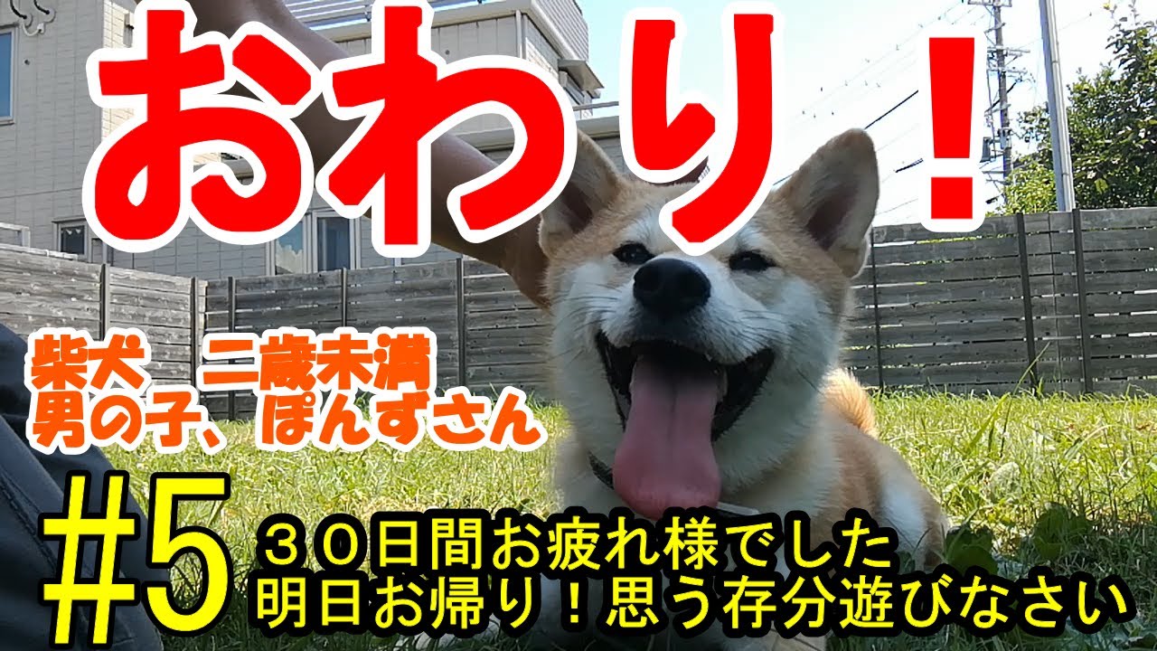 柴犬ぽんずさん３０日間　終了お疲れさま