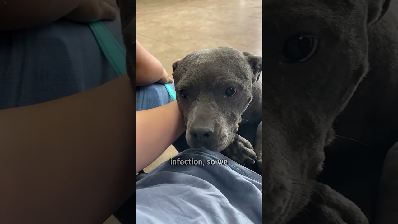 Dog won&rsquo;t let anyone near her until&hellip;