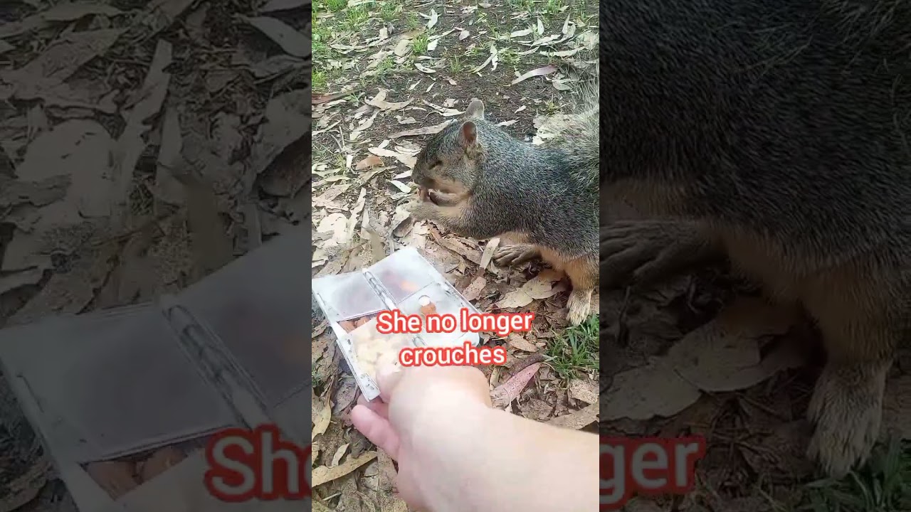 Enforcing Calcium Rich Diet For Half Blind Squirrel Mom 060125