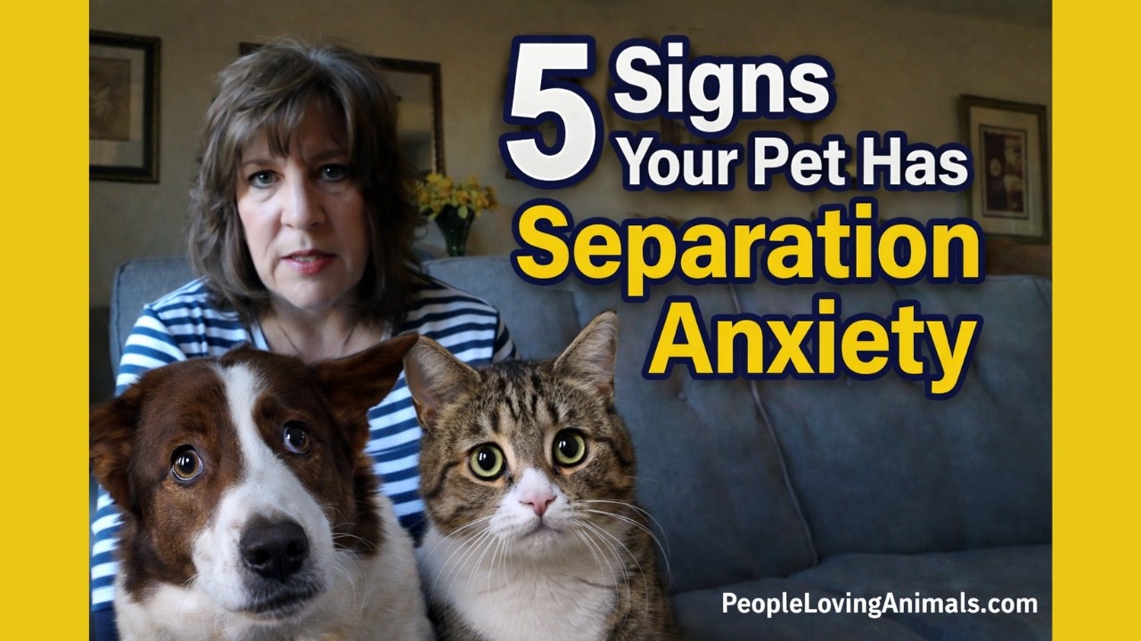 5 Signs Your Pet May Have Separation Anxiety (and what to do about it)