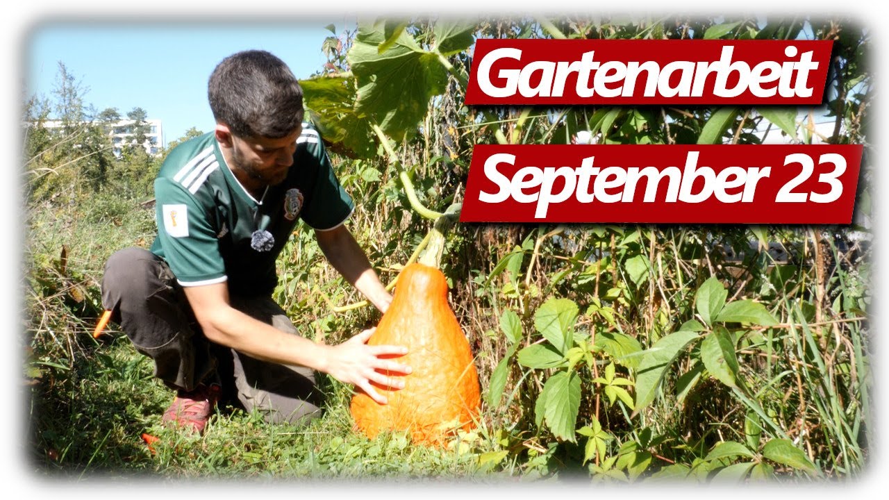 Gartenarbeit Ende September | Dicke Kürbis Ernte, Tomaten Sorten Tipp, Gemüsegarten mit Hochbeeten