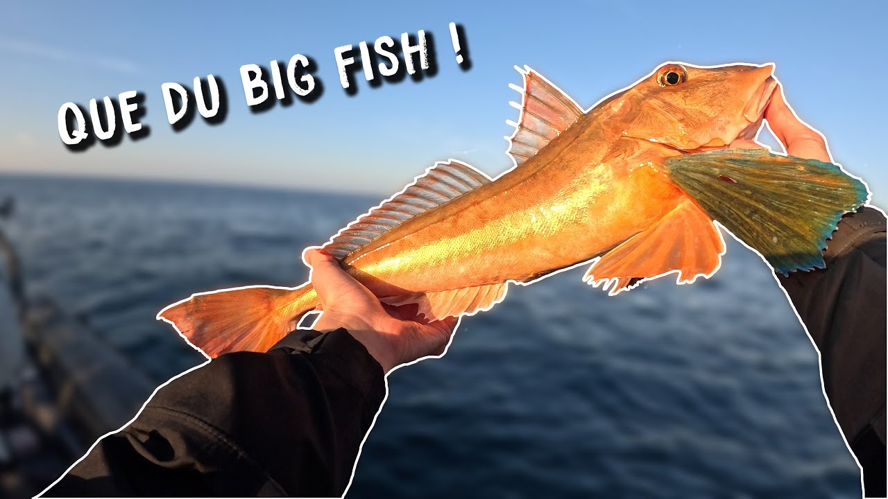 PAGRE, LIEU JAUNE et GRONDIN : p&ecirc;che au LARGE de la Bretagne.