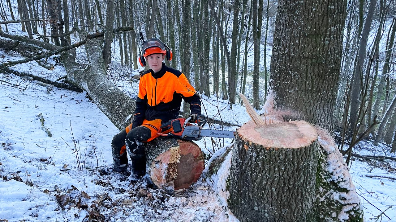 Was ne Keilerei! - 55 cm Rückhänger Esche mit Husqvarna 540i XP Akkusäge fällen