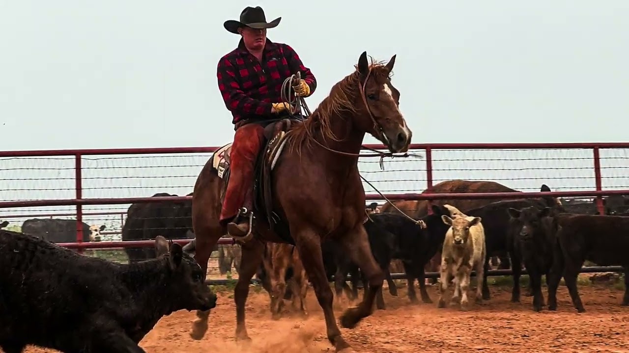 SRS CAT FEVER SELLS IN ABILENE, TX at the Western Heritage Classic Horse Sale.