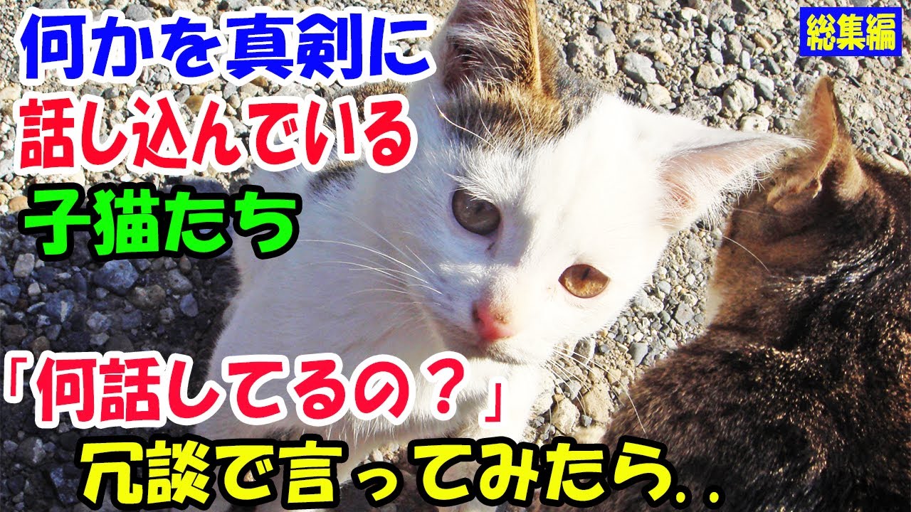 何かを真剣に話し込んでる子猫。「何話してるの？」と冗談で言ってみたら..【猫の不思議な話】【総集編】