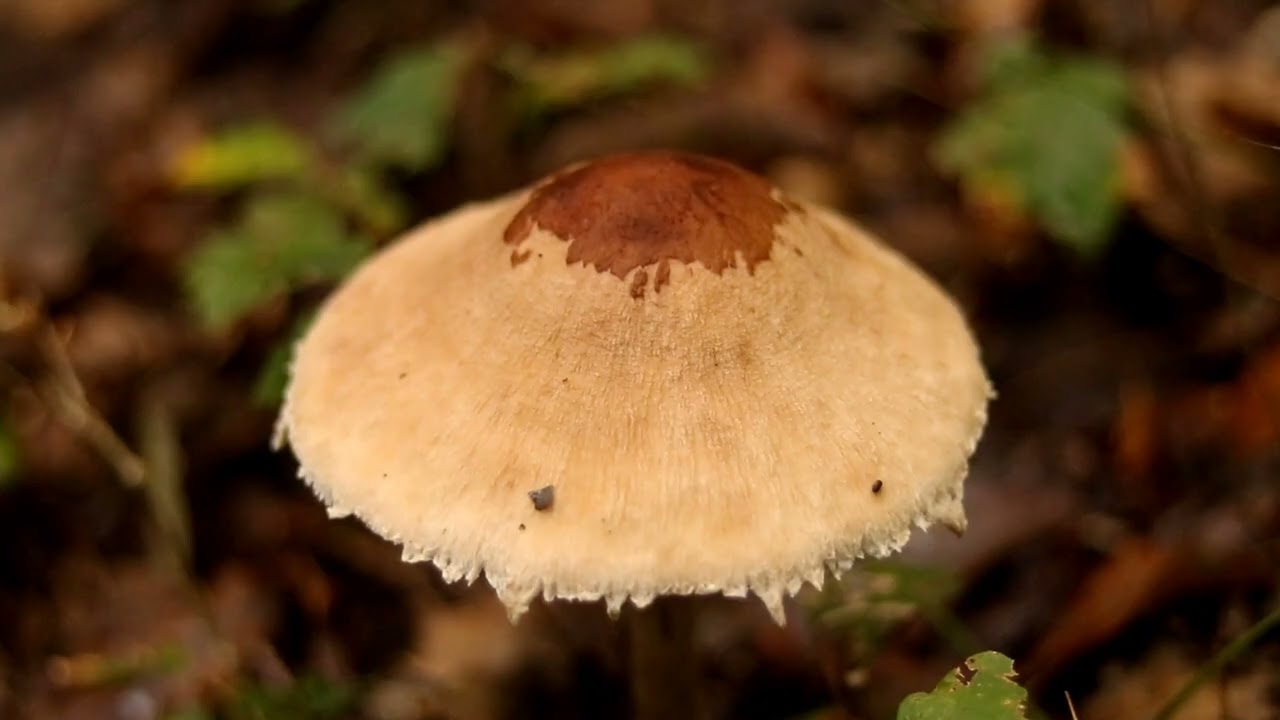 octobre
